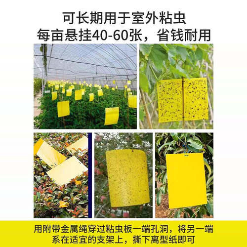 粘虫板黄板诱虫板蓝板双面沾白粉虱蚜虫针蜂贴果蝇诱捕器果园大棚 - 图0