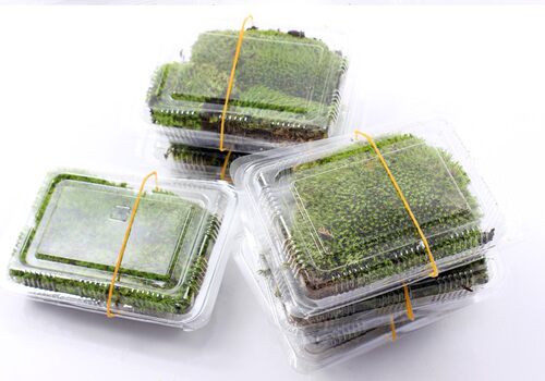 鲜活苔藓植物微景观生态玻璃瓶创意DIY活青苔新鲜短绒小白发藓 - 图0
