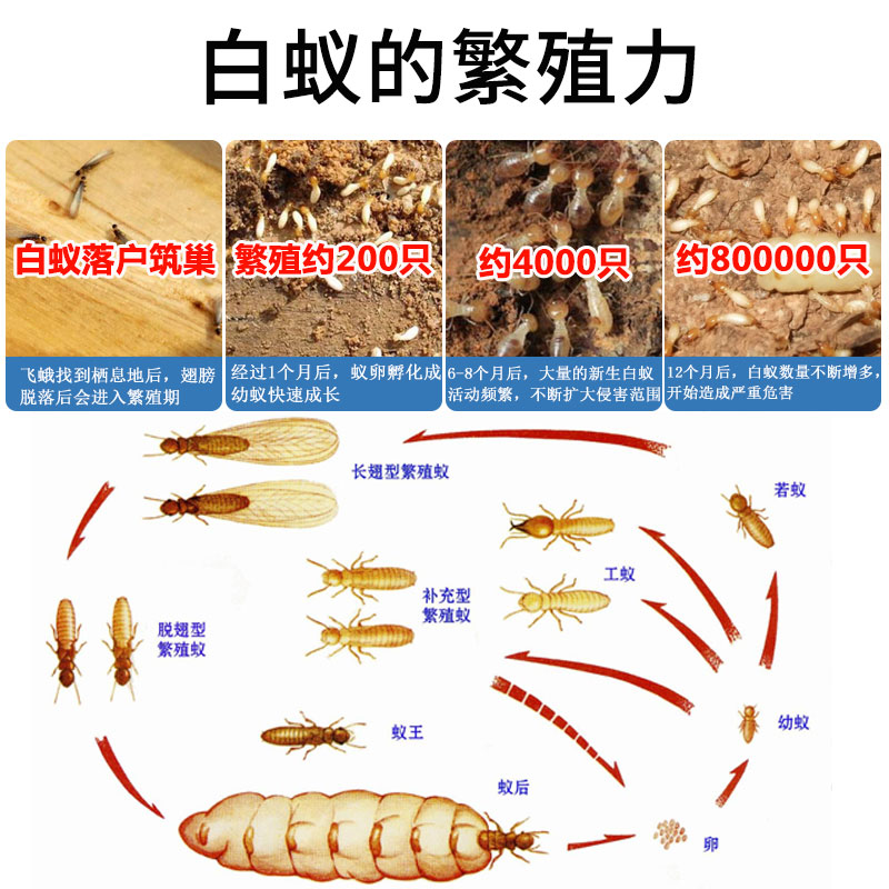 家用灭白蚁药克星除飞蚁装修防治专用药杀虫剂消灭白蚂蚁预防神器-图0