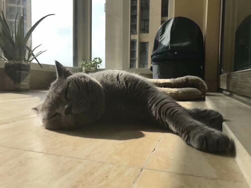 CFA双血统大个子蓝猫活体猫 英国短毛猫大脑袋地毯毛 全国可买运 - 图2