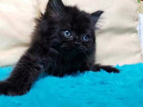 招财猫 全黑公猫 曼基康长腿DD  拿破仑曼奇金正常腿 可爱大眼猫 - 图2