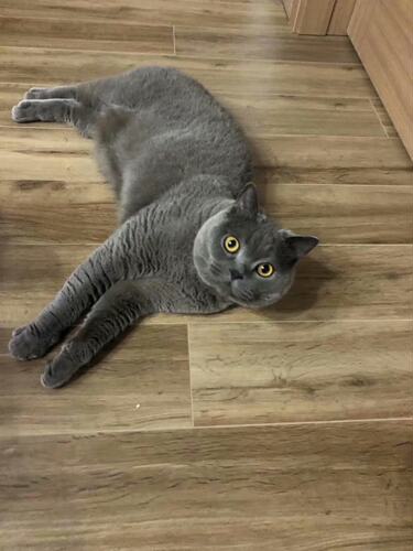 CFA双血统大个子蓝猫活体猫 英国短毛猫大脑袋地毯毛 全国可买运 - 图0
