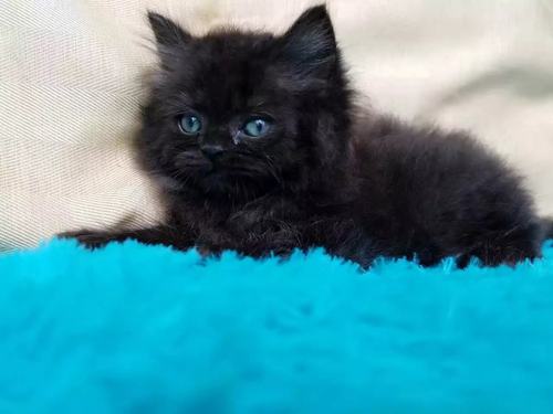 招财猫 全黑公猫 曼基康长腿DD  拿破仑曼奇金正常腿 可爱大眼猫 - 图0