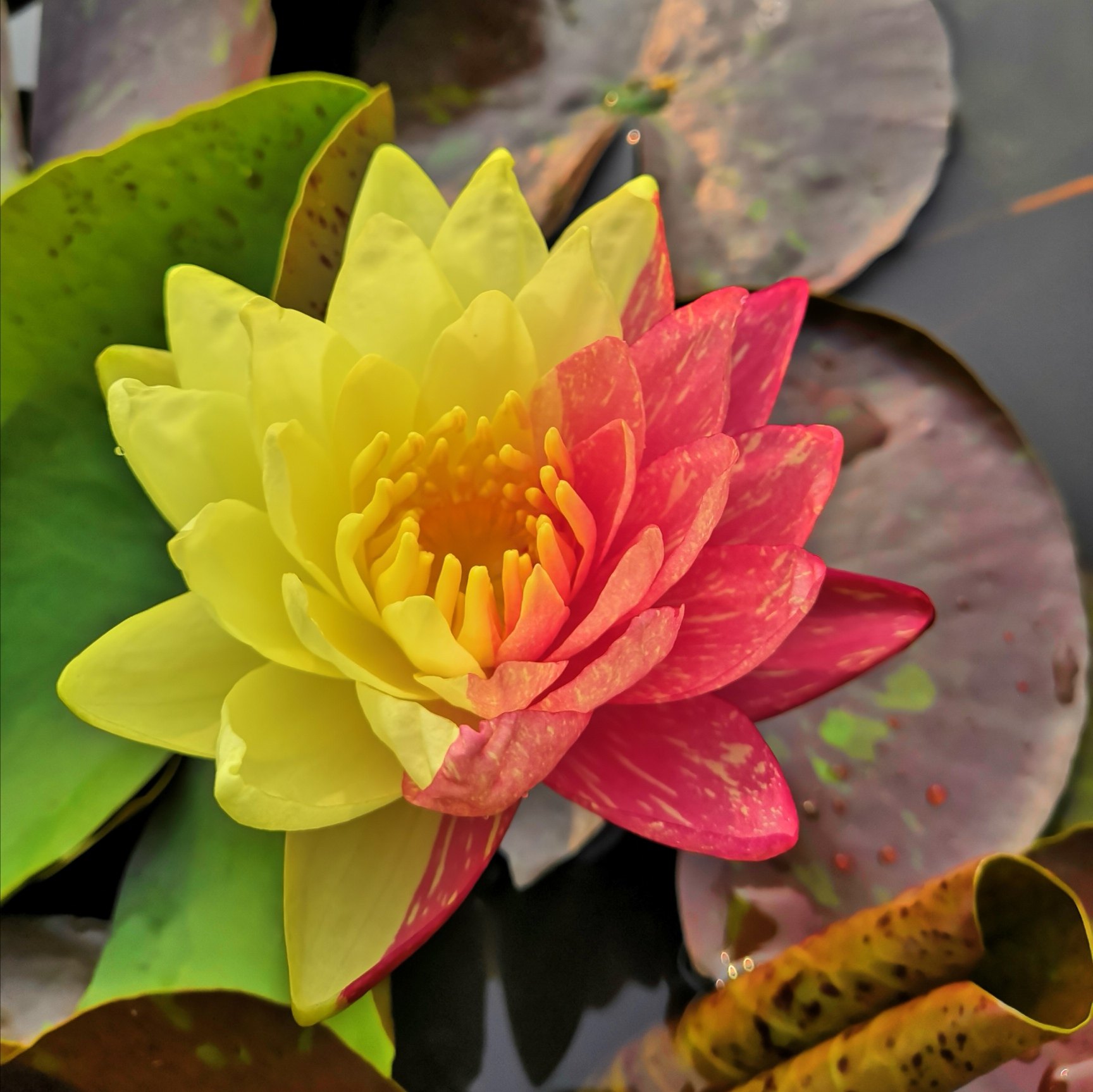 正宗黑美人睡莲苗带花苞四季花卉热带万维莎睡莲鲜花植物盆栽庭院