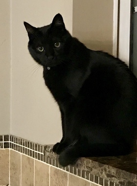 动物摆件庭院猫咪工艺品