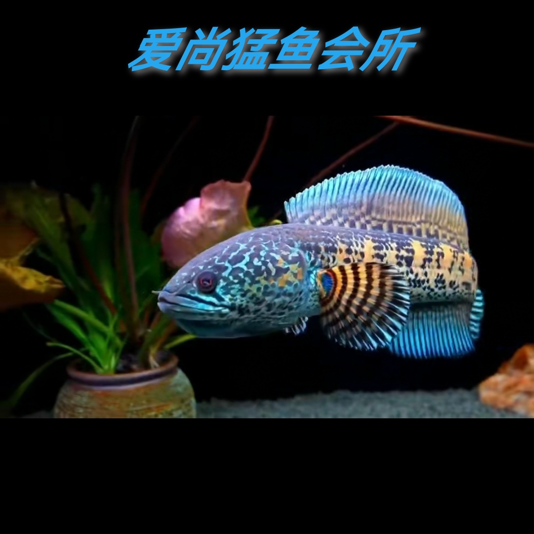 印度进口定水黄金眼镜蛇雷龙鱼橙斑鳢凶猛鱼淡水观赏鱼大型龙稳定-图0