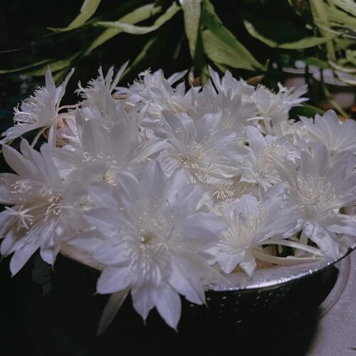 印尼小叶昙花印尼小叶昙花四季开花昙花一现浓香型原盆原土家庭 - 图1