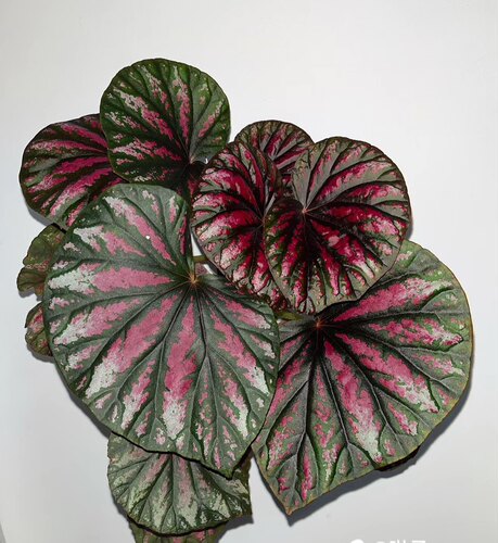 蟆叶秋海棠盆栽室内绿植彩叶芋观叶海芋热植垂丝海棠观叶植物花卉 - 图2