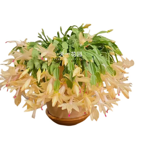 进口索菲亚黄色 粉白玛丽蟹爪兰盆栽带花苞白色室内阳台植物 - 图3