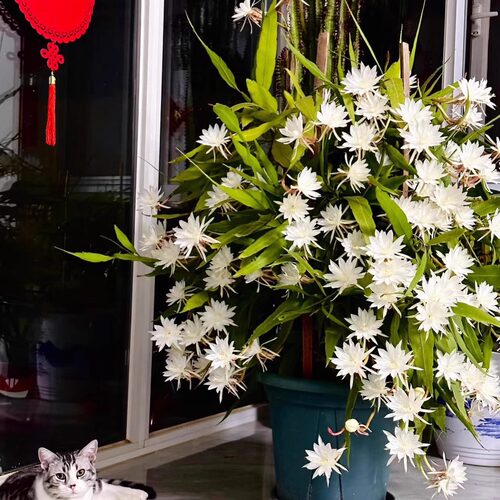 印尼小叶昙花印尼小叶昙花四季开花昙花一现浓香型原盆原土家庭 - 图2
