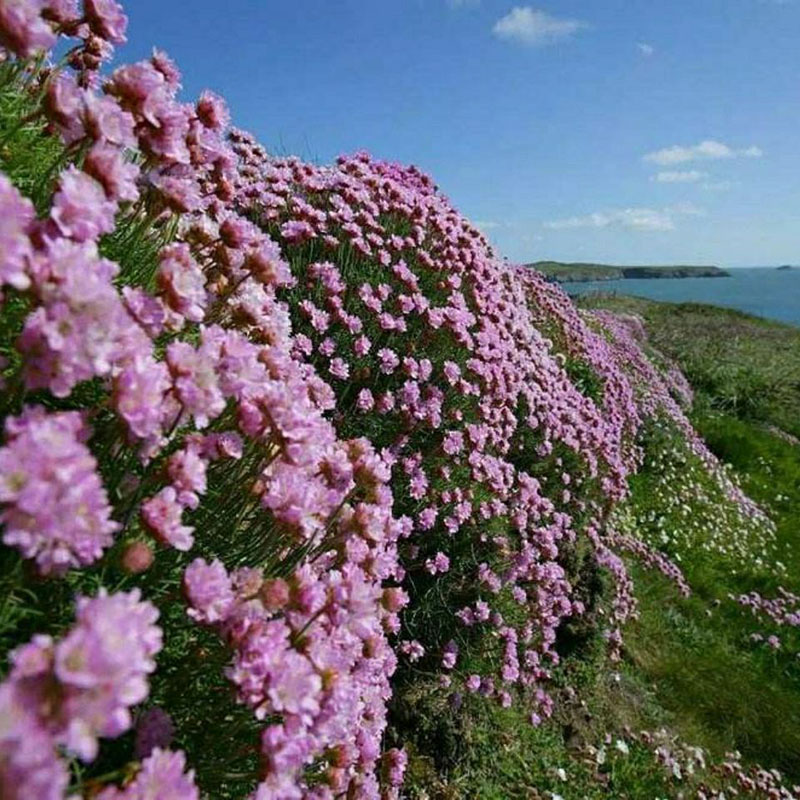 海石竹庭院草坪阳台花卉多年生耐寒耐热四季开花观花盆栽重瓣石竹 - 图1