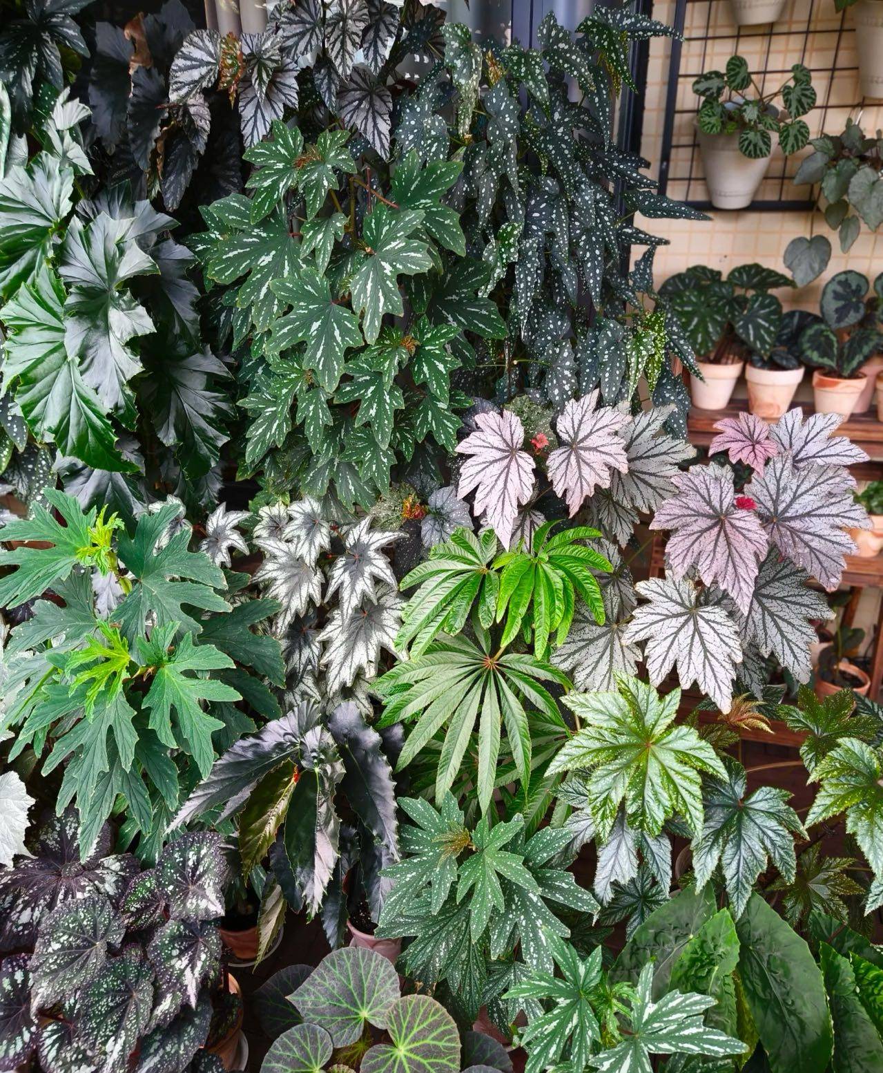 蟆叶秋海棠盆栽室内绿植彩叶芋观叶海芋热植垂丝海棠观叶植物花卉,淘宝优惠券,粉丝福利购,淘宝优惠卷