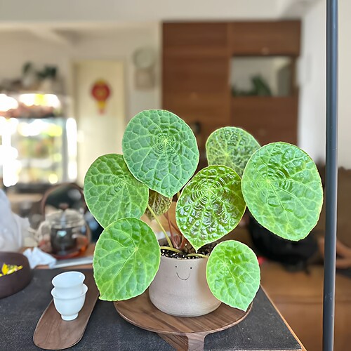 福寿秋海棠圆形叶可爱福禄耐阴 ins风室内绿植盆栽办公桌植物 - 图3