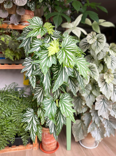 老桩 乌头杂 秋海棠盆栽室内绿植彩叶芋海芋鲜花海棠花卉水培观叶 - 图1