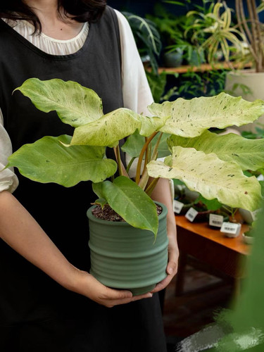 进口蔓绿绒盆栽 ins风 室内绿植好养常绿 多年生办公室桌面植物 - 图1