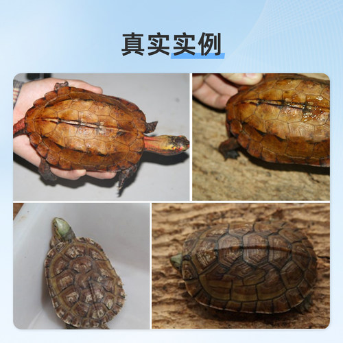 LIFELINE命脉旗舰店命脉真菌净 外用杀菌20g - 图1
