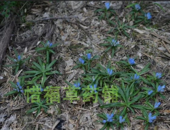 包邮中草药福建五岭龙胆宝地莲九头青簇花龙胆鲤鱼胆干品-图0