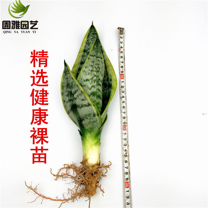 虎皮兰盆栽包邮虎皮兰大金边虎尾兰植物室内吸甲醛防辐射绿植裸苗 - 图2