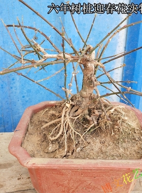 室内迎春花绿植盆栽树桩