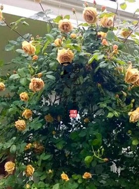 黄油硬糖藤本月季花推荐品种玫瑰
