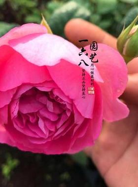 欧月埃洛迪•戈苏安月季花苗藤本庭院阳台盆栽爬藤浓香多季节开花