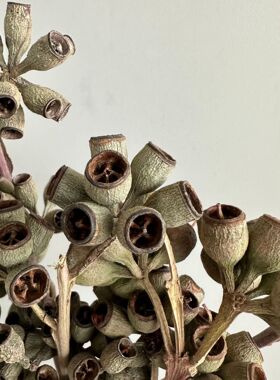 尤加利果干花花束发财果僵尸果家居插花装饰摆件桉树小橡果永生