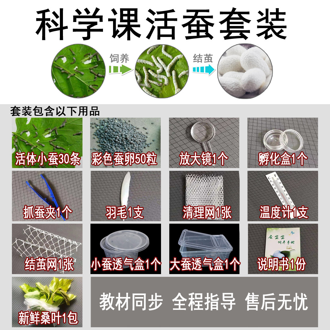 春蚕夏蚕种蚕籽蚕卵蚕蛋蚕子蚕宝宝新鲜桑叶饲料学生养蚕科普套装 - 图0