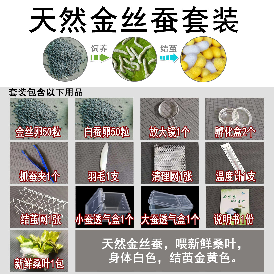 蚕宝宝卵蚕种蚕籽蚕蛋蚕卵科学课黄茧卵白蚕金丝蚕天然彩色蚕套装 - 图1