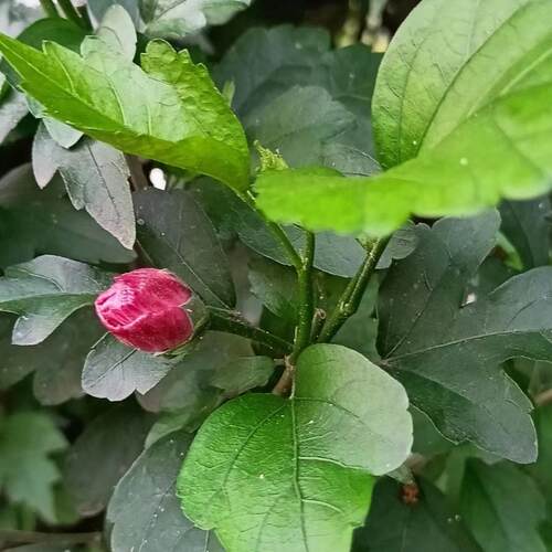重瓣木槿花树苗平条木槿食用木槿花苗庭院篱笆耐寒树苗木槿棒棒糖 - 图2