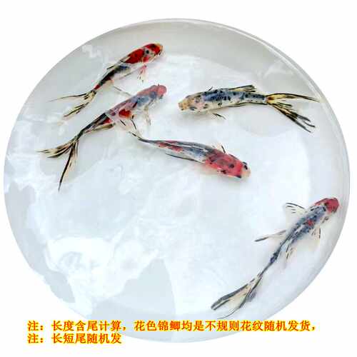 兰花草金锦鲫花色五花金鱼好养易活冷水观赏五花草金锦鲫鱼苗包邮 - 图1