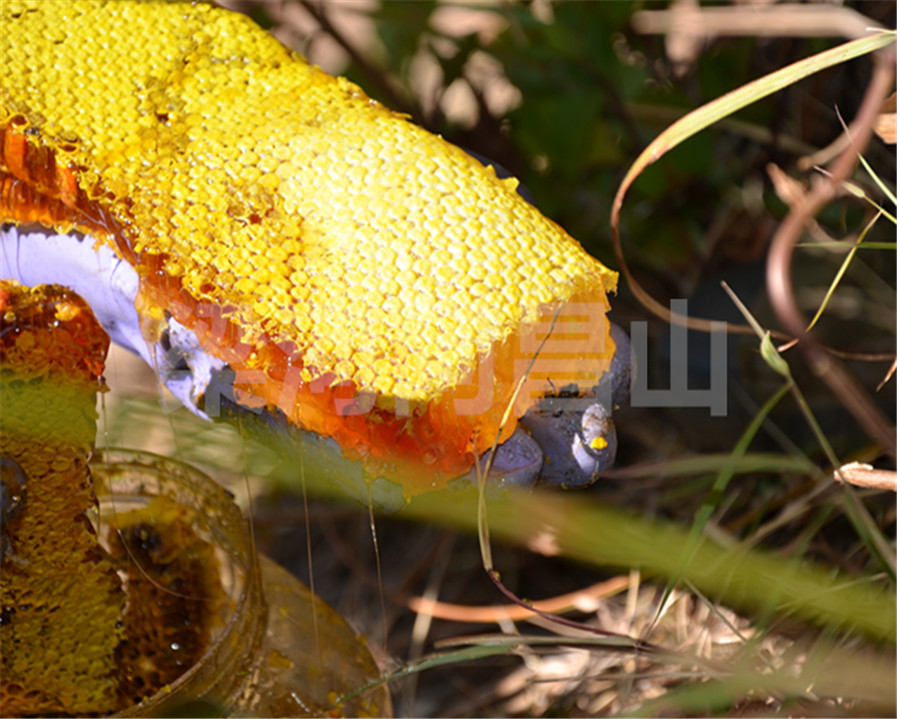 樱花冬蜜深山野生蜂蜜丛林树洞百花蜜野生土蜂蜜500克装包邮-图0