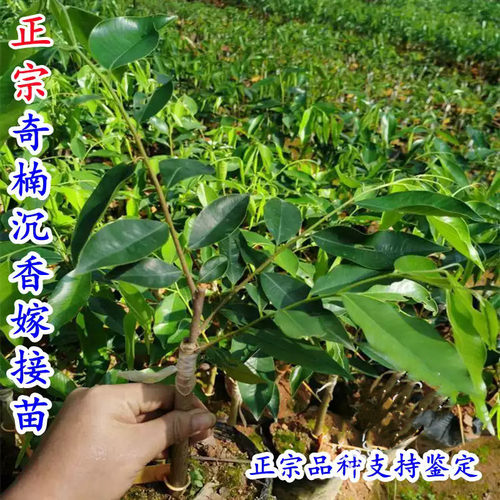 正宗奇楠沉香树苗名贵树苗越南奇楠沉香苗奇楠沉香嫁接苗绿化盆栽 - 图2