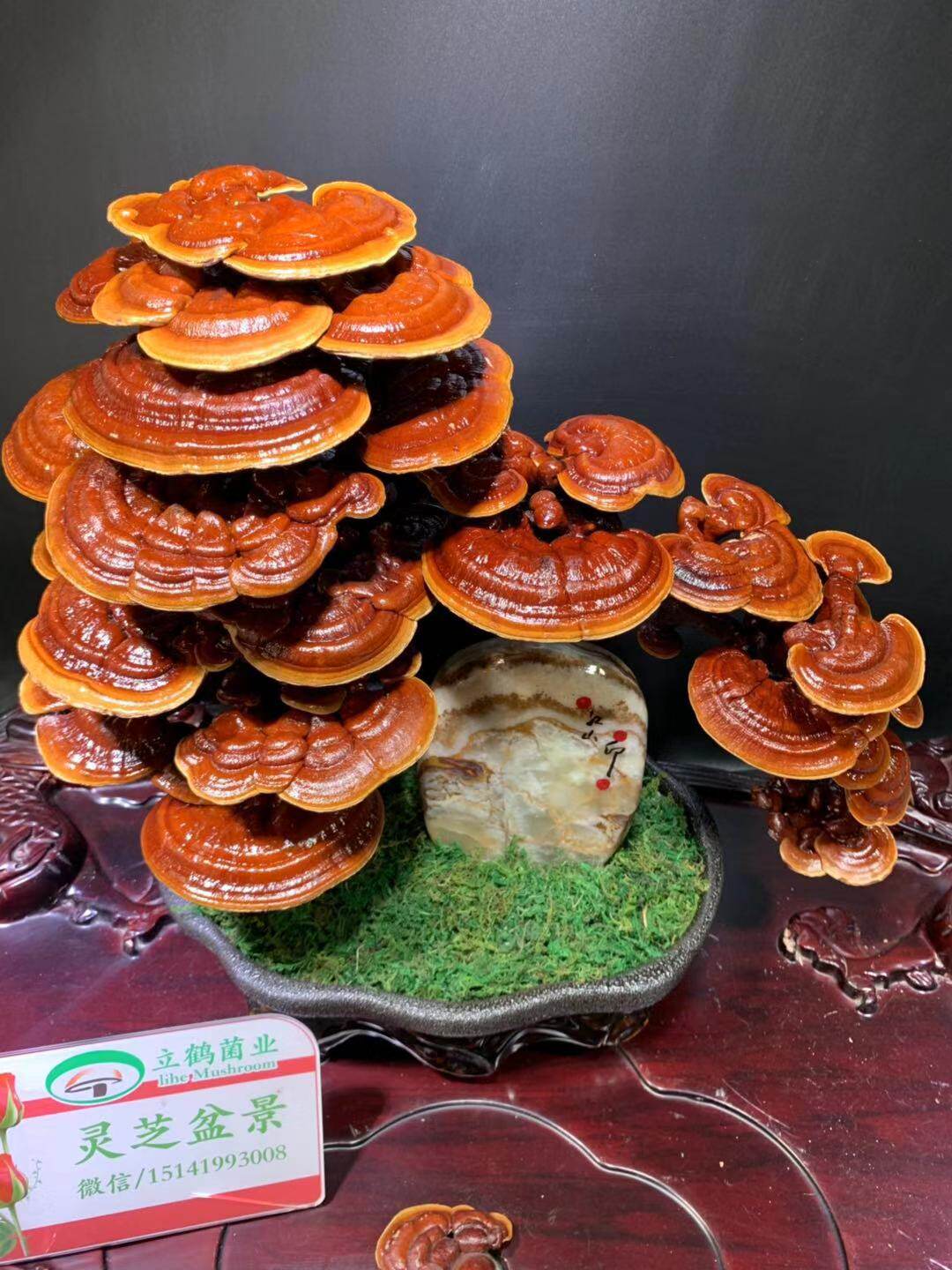 精品天然玉石摆件泰山石灵芝盆景立鹤菌业摆件灵芝真灵芝_虎窝淘