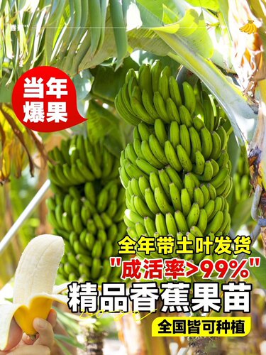 香蕉苗粉蕉苗红香蕉苗矮化蕉苗皇帝蕉香蕉果树苗高产香蕉带土带叶 - 图0