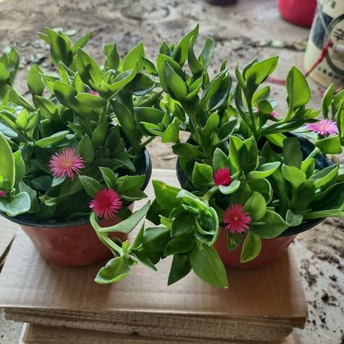 牡丹吊兰花苗带花阳台垂吊植物四季吊兰盆栽开花植物多年生好养 - 图1