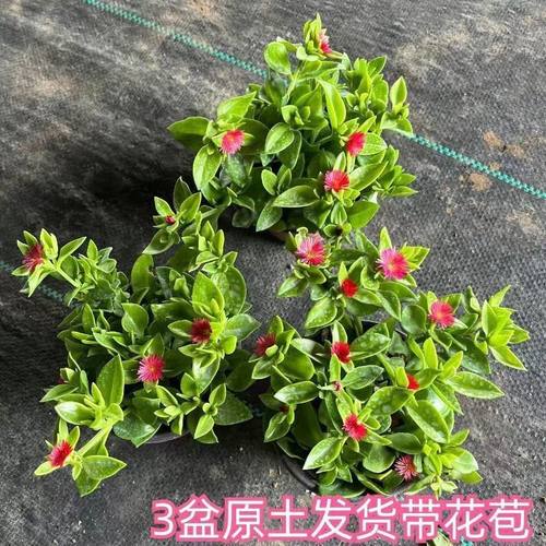 牡丹吊兰花苗带花阳台垂吊植物四季吊兰盆栽开花植物多年生好养 - 图2