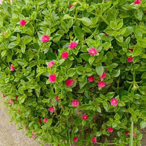 牡丹吊兰花苗带花阳台垂吊植物四季吊兰盆栽开花植物多年生好养 - 图0