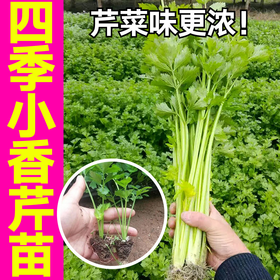 脆嫩四季小香芹菜秧苗幼苗速生带土球味浓鲜美红芹根芹种子阳台籽