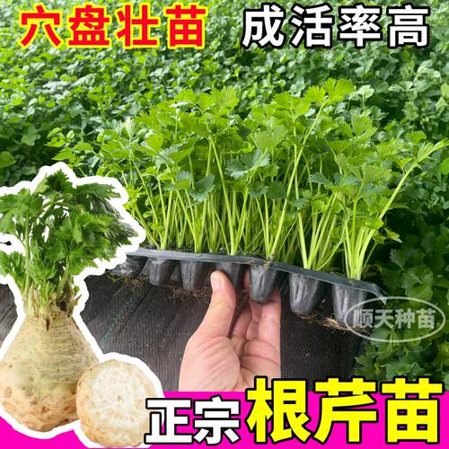 根芹苗子四季地中海根芹秧苗芹菜盆栽蔬菜高产阳台根芹种球正宗 - 图3