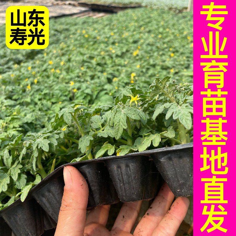 山东寿光三色红黄黑矮生小番茄苗秧苗幼苗阳台盆栽小圣女果种子籽,淘宝优惠券,粉丝福利购,淘宝优惠卷