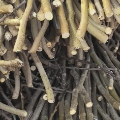 野生无硫桑枝手工室内装饰摆件