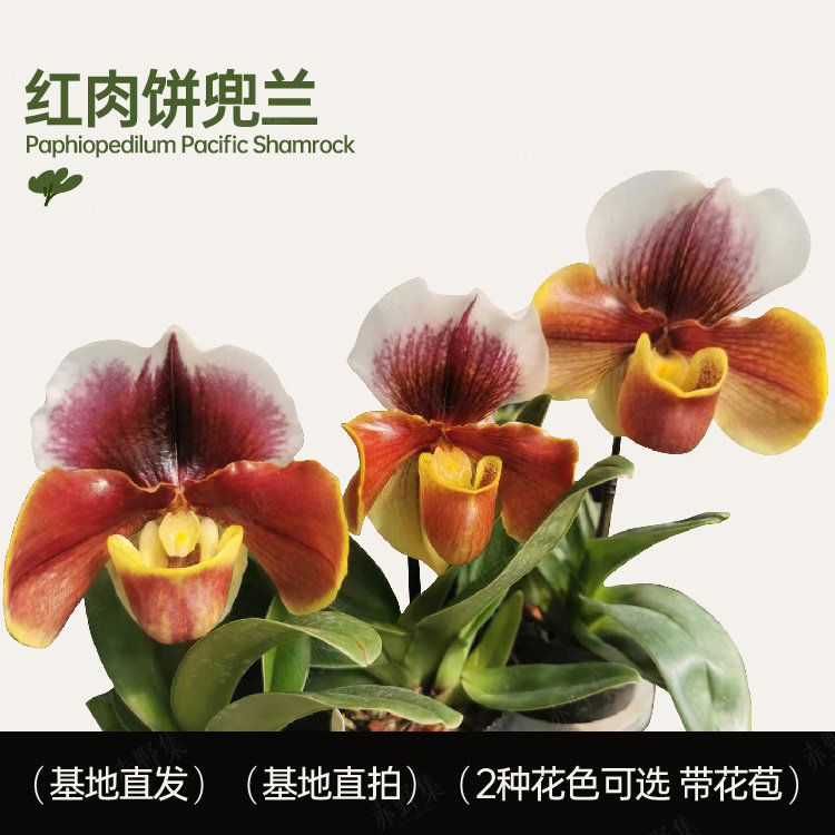 赤野集 兰花带花苞绿肉饼红肉饼兜兰 易养易开花花期长年宵花盆栽