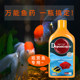 Debon ornamental fish, koi fish, were poisoned to cause body and tail rot due to saprolegnia