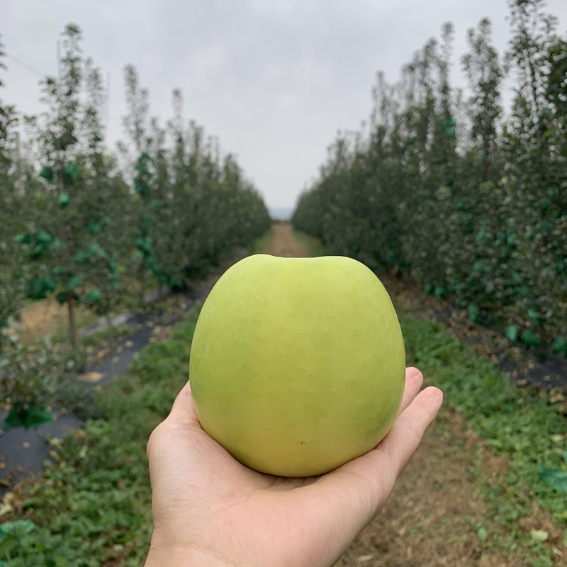 陕西白水苹果瑞雪青苹果脆甜清香 西农大研发正宗白水瑞雪