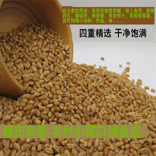 今年山东农家新小麦粒做小麦酱煮粥麦芽糖山东带麸皮小麦包邮 - 图2