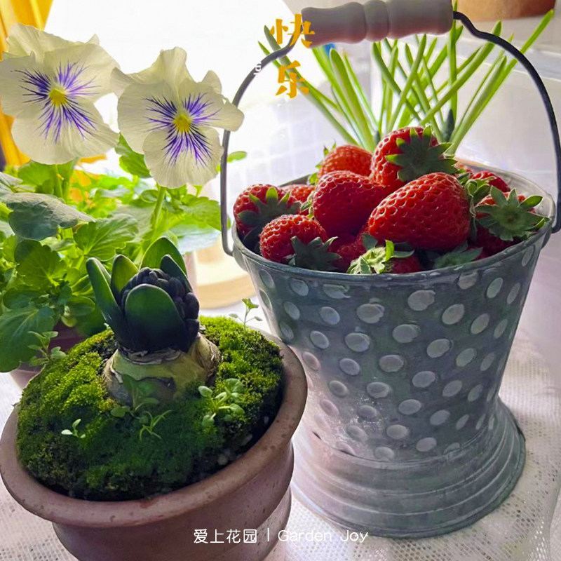 爱上花园|园艺杂货 铁艺做旧铁皮花盒 波点带底座的点点提桶,淘宝优惠券,粉丝福利购,淘宝优惠卷