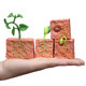 Simulated plant growth cycle toys
