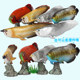 Simulated ocean model freshwater fish silver arowana red arowana