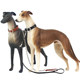 3-year-old greyhound outdoor simulation animal model