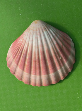 天然夏威夷扇贝壳绘画烧烤用壳